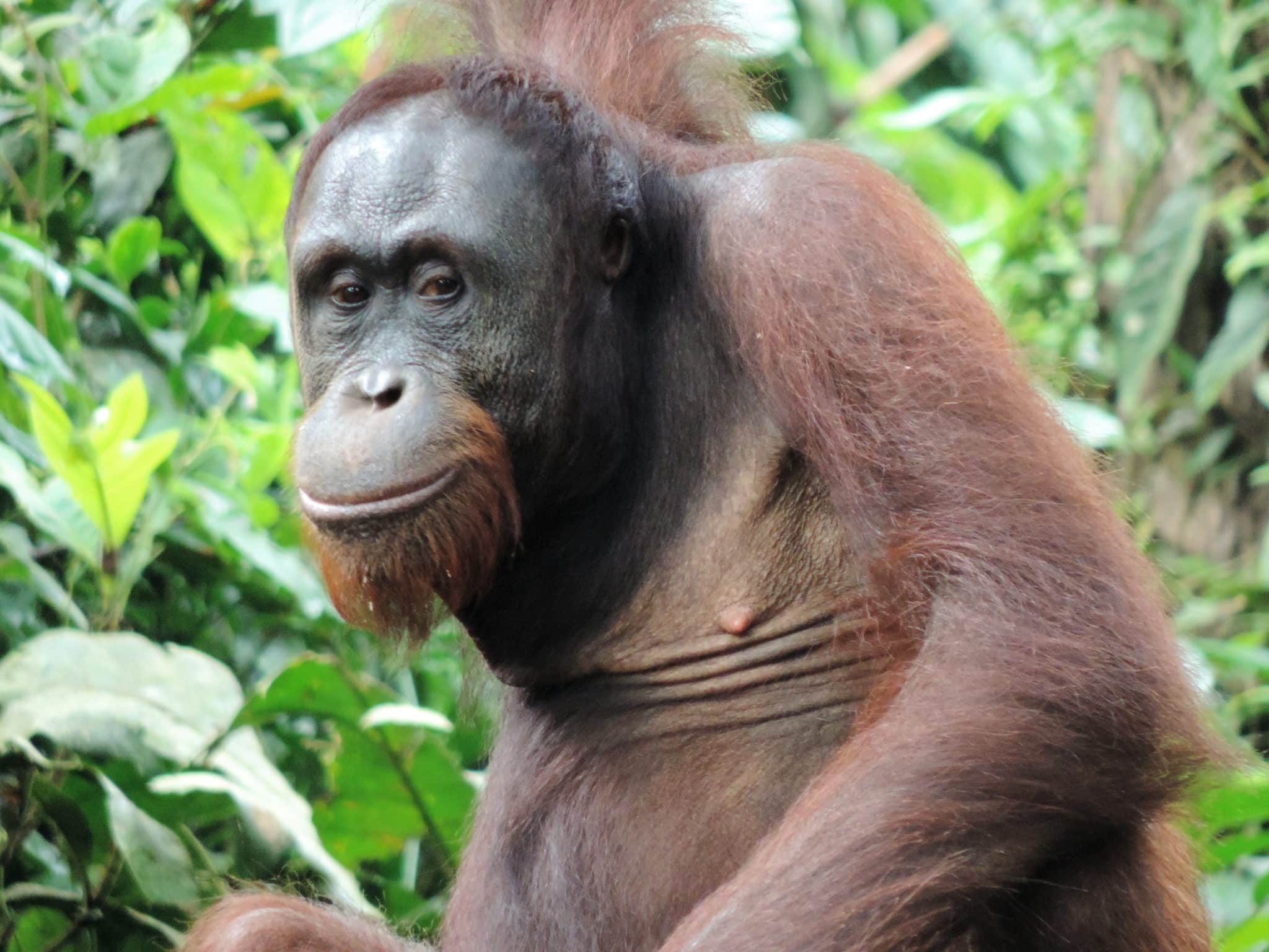 Orangutan close up