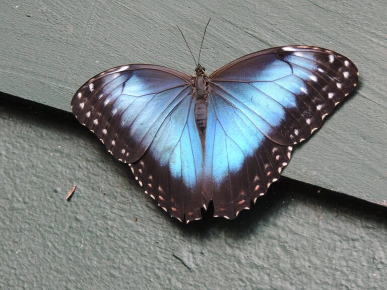 Butterfly 3
