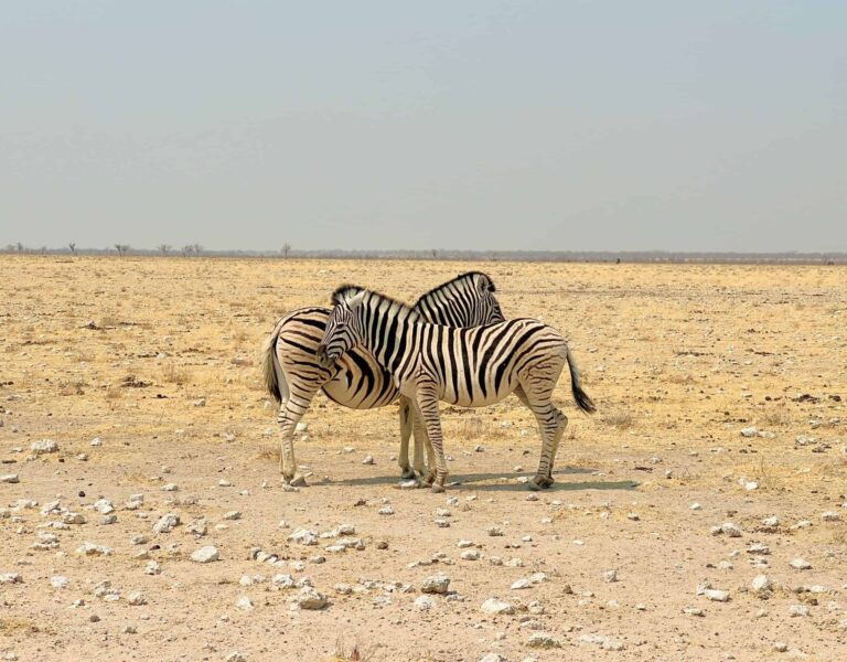 2 Zebra at Etosha National Park