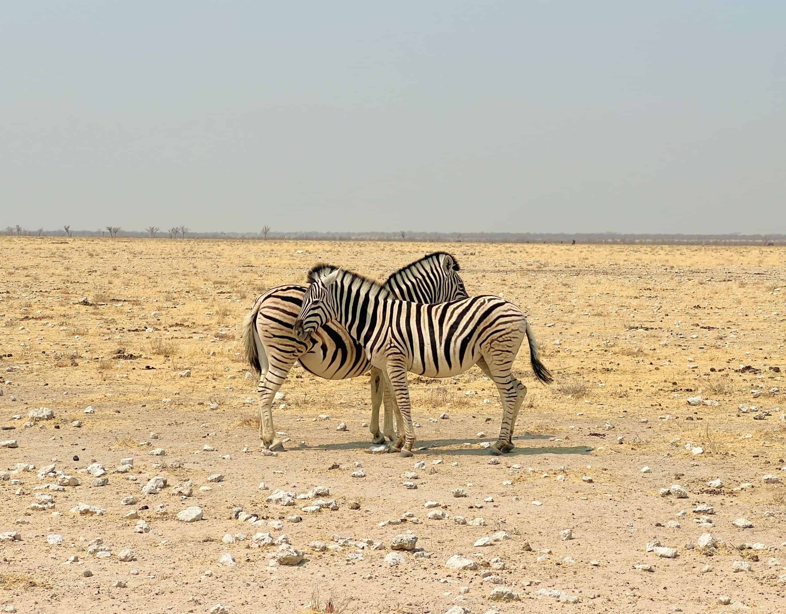 2 Zebra at Etosha National Park