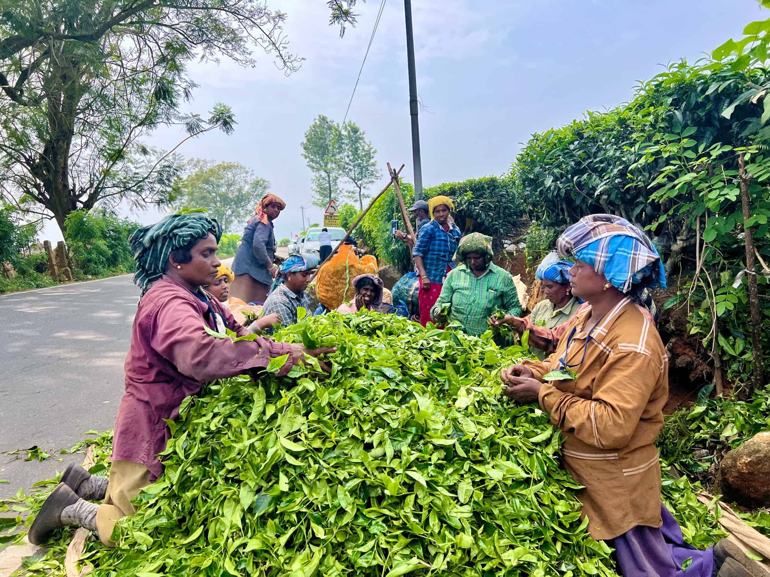 Ladies sorting tea leaves on road side in Munnar