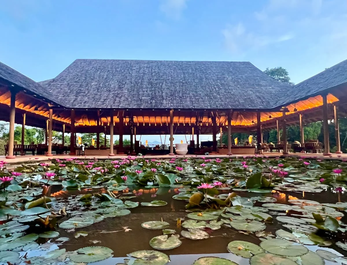 The lily pond at The Datai Langkawi with pink lilies, green lily pads and the lobby lounge in the distance